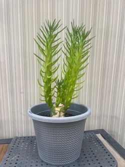 Eve’s Needle Cactus