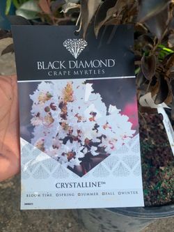 Black Diamond Crystalline Crape Myrtle tree