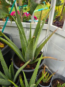 Savilas - Aloeveras