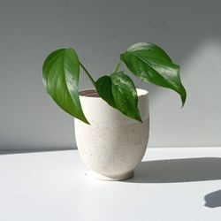 Rare Aroid Monstera Lechleriana Plant/ House Plant/ Indoor Plant Flower Patio Garden 