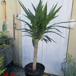Indoor Yucca 