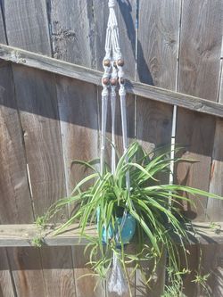 Spider plant in owl shaped pot with hanger