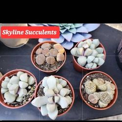 SPLIT ROCKS LITHOPS. SAN LORENZO  SALE THIS SUNDAY IN SAN LORENZO. 1PM TO 4PM
