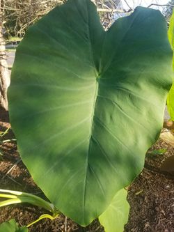 Elephant ears plants $9