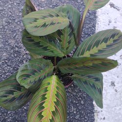Prayer Plant