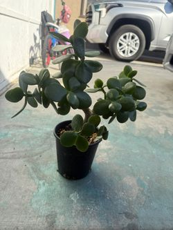 Jade Plant