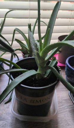 Aloes