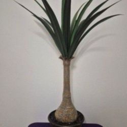 *** NEW LOW PRICE *** 4ft Faux Agave Snake Plant Sealed with Obsidean Stone in an 11" Resin Planter @ Lasting Creations