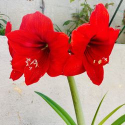 Amaryllis Plant | Red| $15/pot