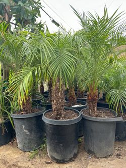 Pygmy date palm tree