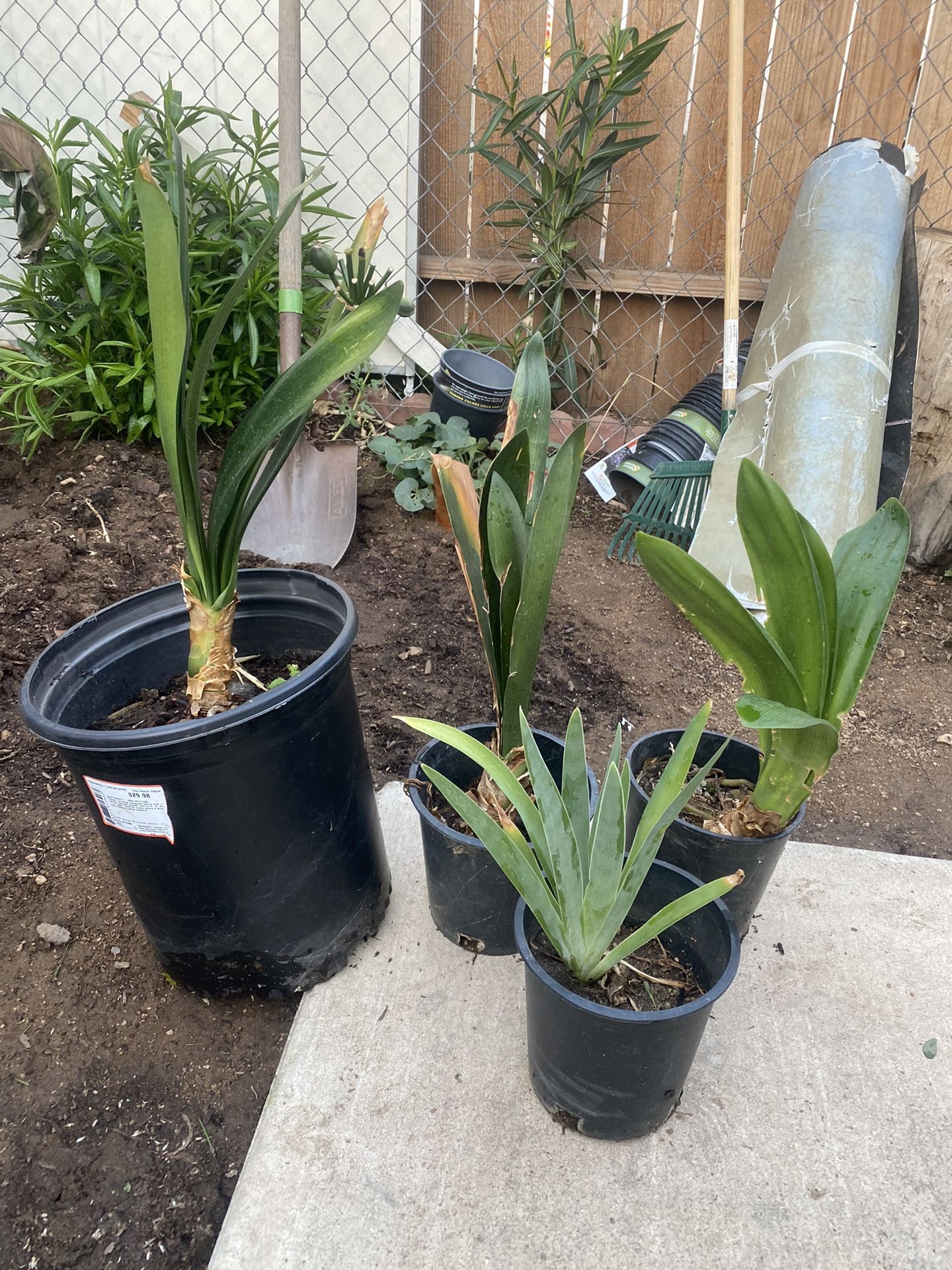 3 Clivias And 1 Purple Iris