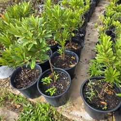 Japanese Blueberry Tree 3gallones 