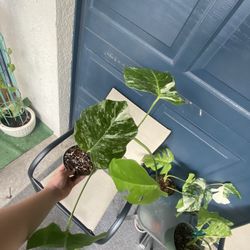 Monstera Albo 