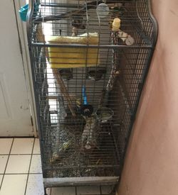 Birds and cage for sale