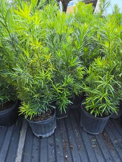 Podocarpus instant privacy hedge for fence