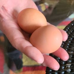 Lot of 3 Eggggspecially Great Eggs