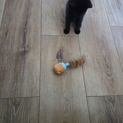 Cat Carrier And Toy