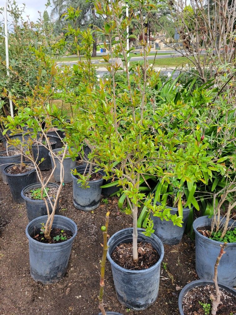 Pomegranate Tree