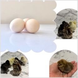 Silkie “ Eggs “
