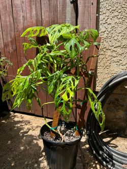 Monstera Esqueleto