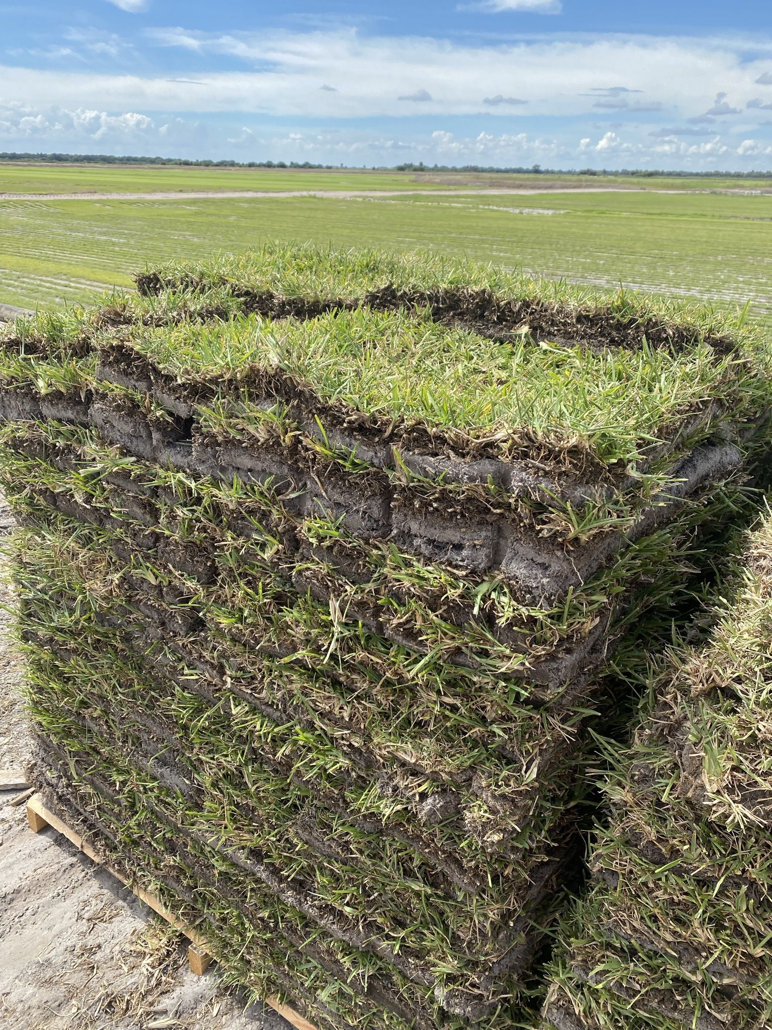 St. Augustine Sod Cut To Order