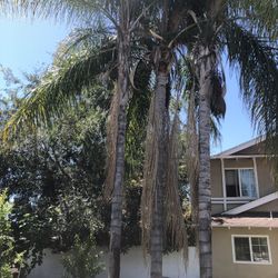 3 Palm trees