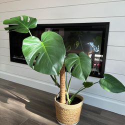 Monstera with 6” ppt