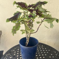 Coleus Plant 