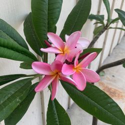 Pink And Yellow Plumeria 
