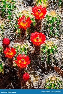 Barrel Cactus in Albuquerque