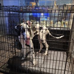 XXL Dog Crate 