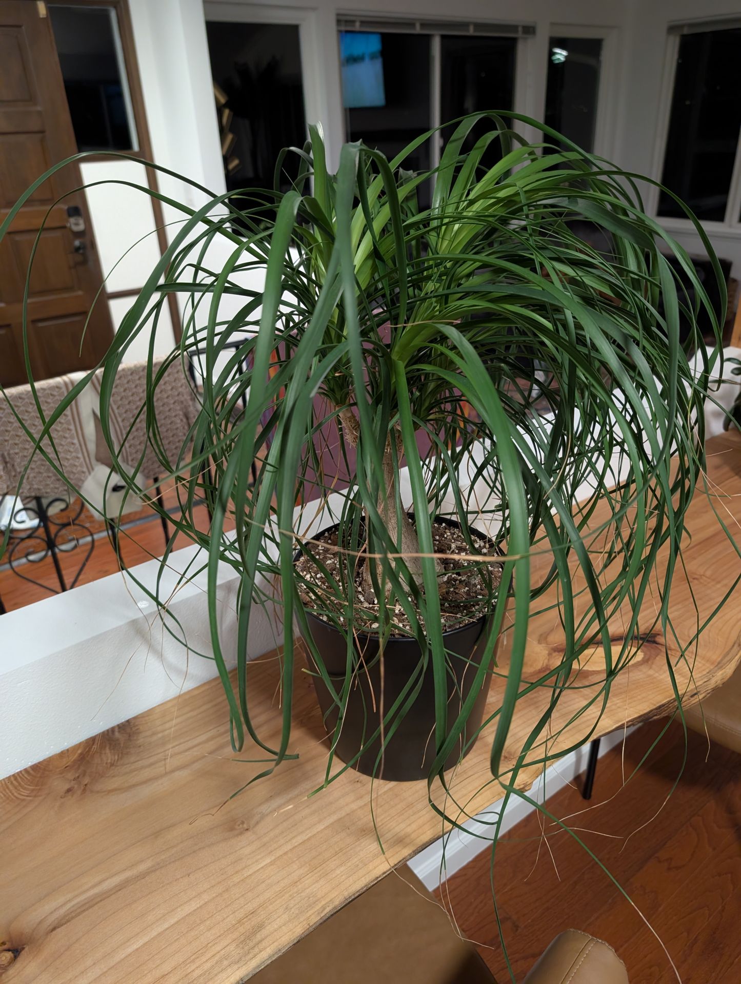 3' Ponytail palm in Ceramic Black pot