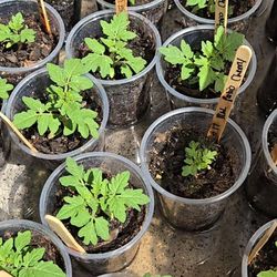 Yellow Dwarf Patio Sweet Cherry Tomatoes