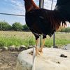 Alfonso