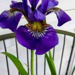 Lovely Purple Siberian Iris Perennial Plants 