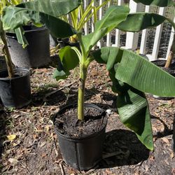 Dwarf Banana Tree 
