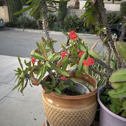 Una Planta Corona De Cristo 