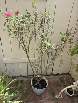 Healthy fully grown rose plant in decorative pot
