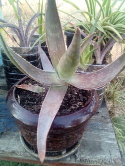 Aloe Vera Plant – Easy Care, Fast Growing
Planta Aloe Vera – Fácil Cuidado y Crecimiento Rápido.