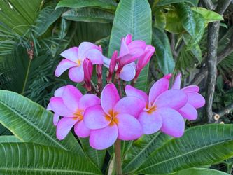 Huge Plant and Flower  Sale !!