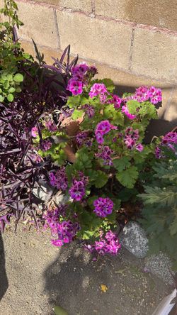 Geranium Pink Purple Ombre Cutting 10 “ 5 Cutting.. 