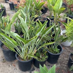 Plants