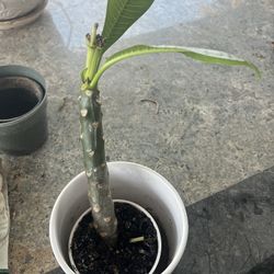 Plumeria 