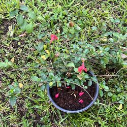Coral creeper pollinator attracts plant 4”