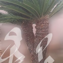 8 Ft Double Headed Single Palm