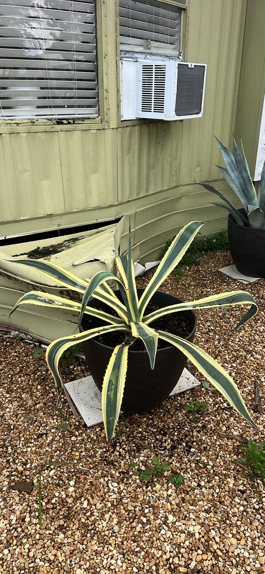 Large Outdoor Plant