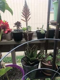 Aloe with a wonderful flower