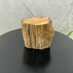 Rare Petrified Wood Fossil