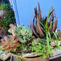 Succulent Planter 