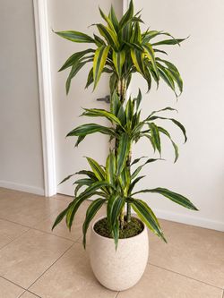 Large Dracaena Plant